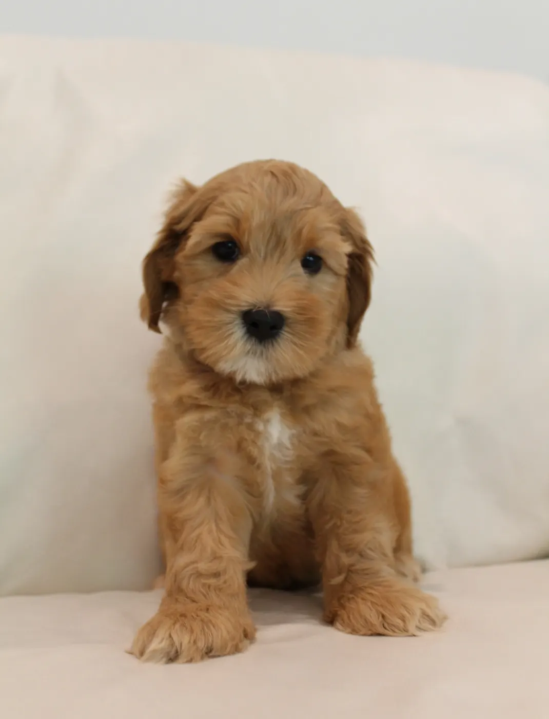 best Australian Labradoodle breeder Oregon Washington