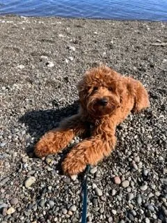 best labradoodle puppies Oregon reviews