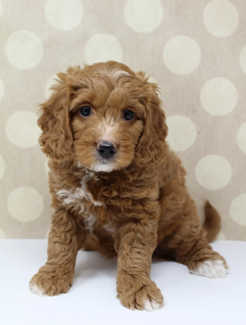 Gretel and Gunner’s puppies are home