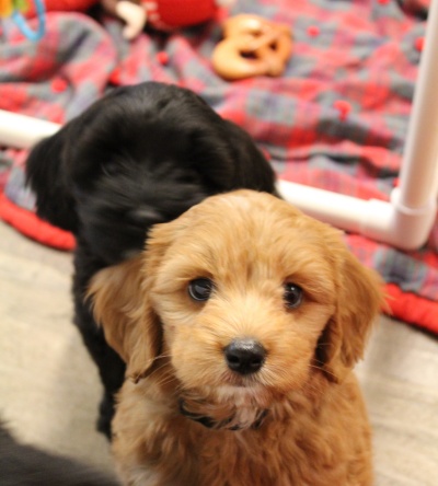 Eight weeks Pups 2
