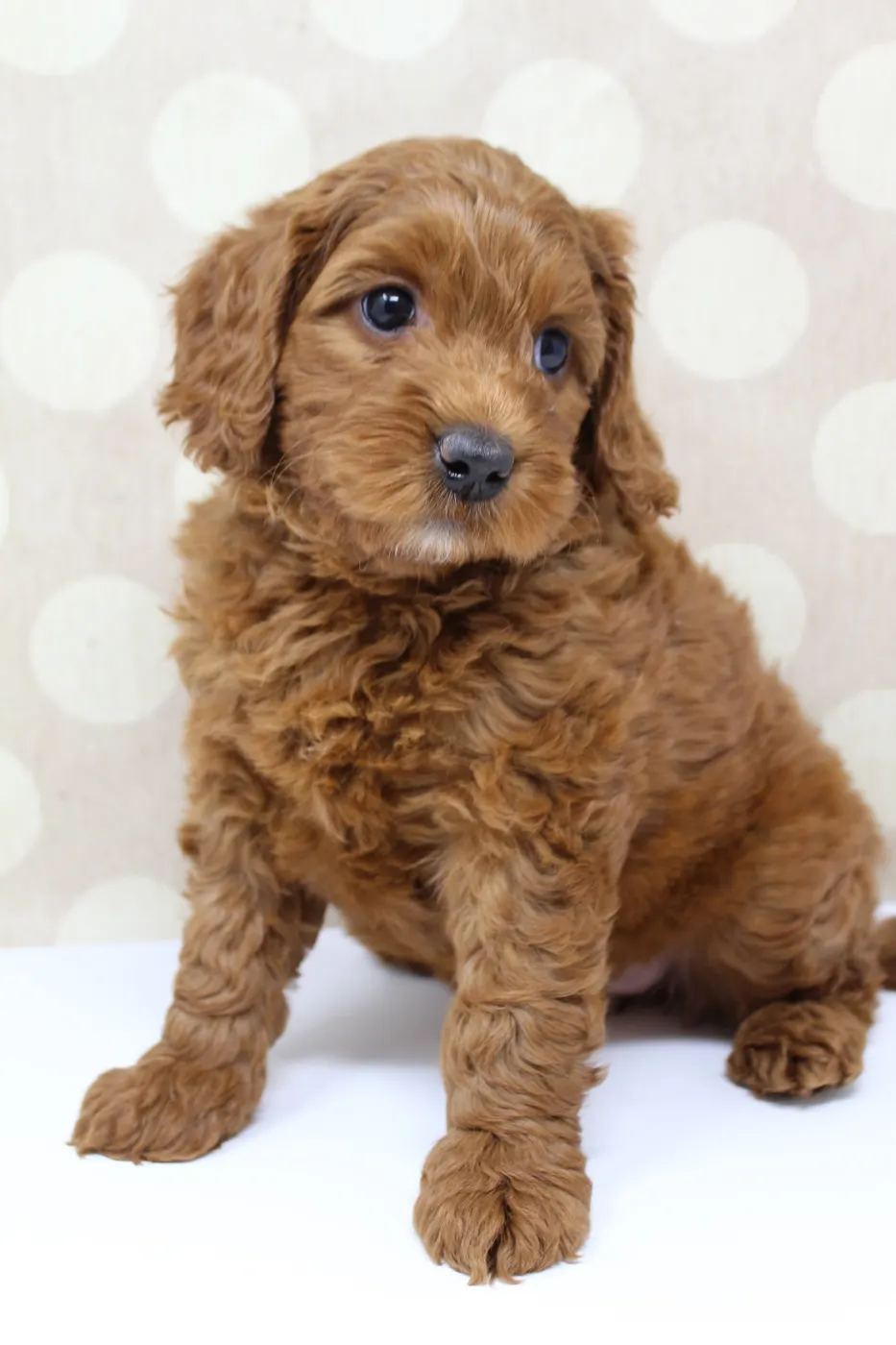 Gretel and Gunner’s puppies are home