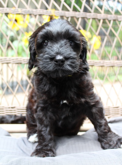 best labradoodle puppies available now mini