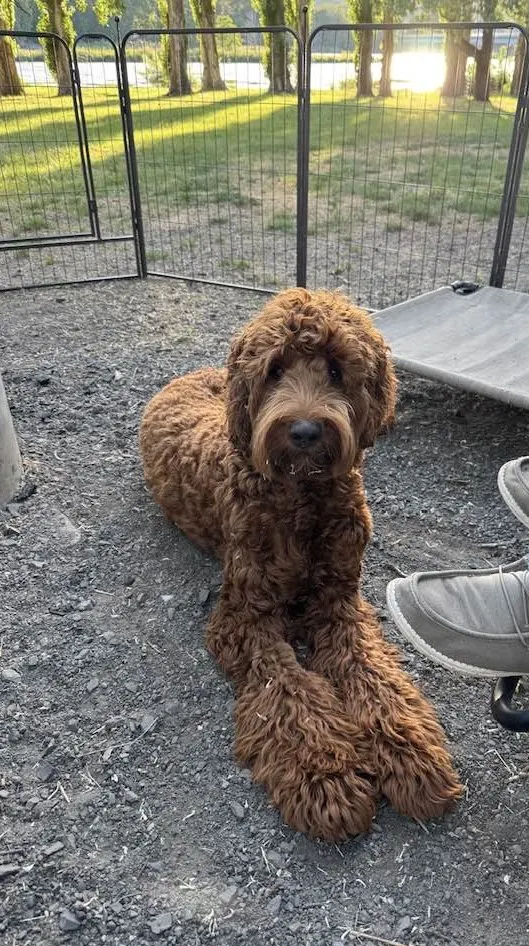 red standard labradoodles Portland Oregon