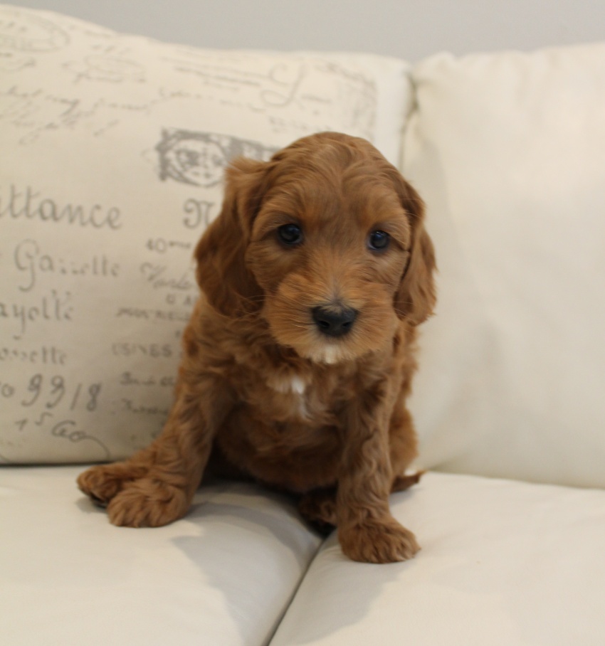 Emma and Watson’s puppies are home