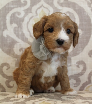 Kylie and Nelson's puppies are here!