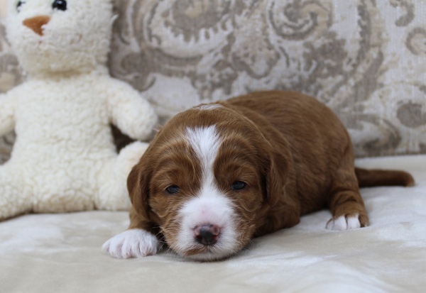 Daisy and Oakley's litter