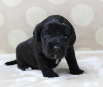 Kylie and Nelson's puppies are here