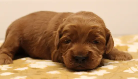 Two weeks Milo 2