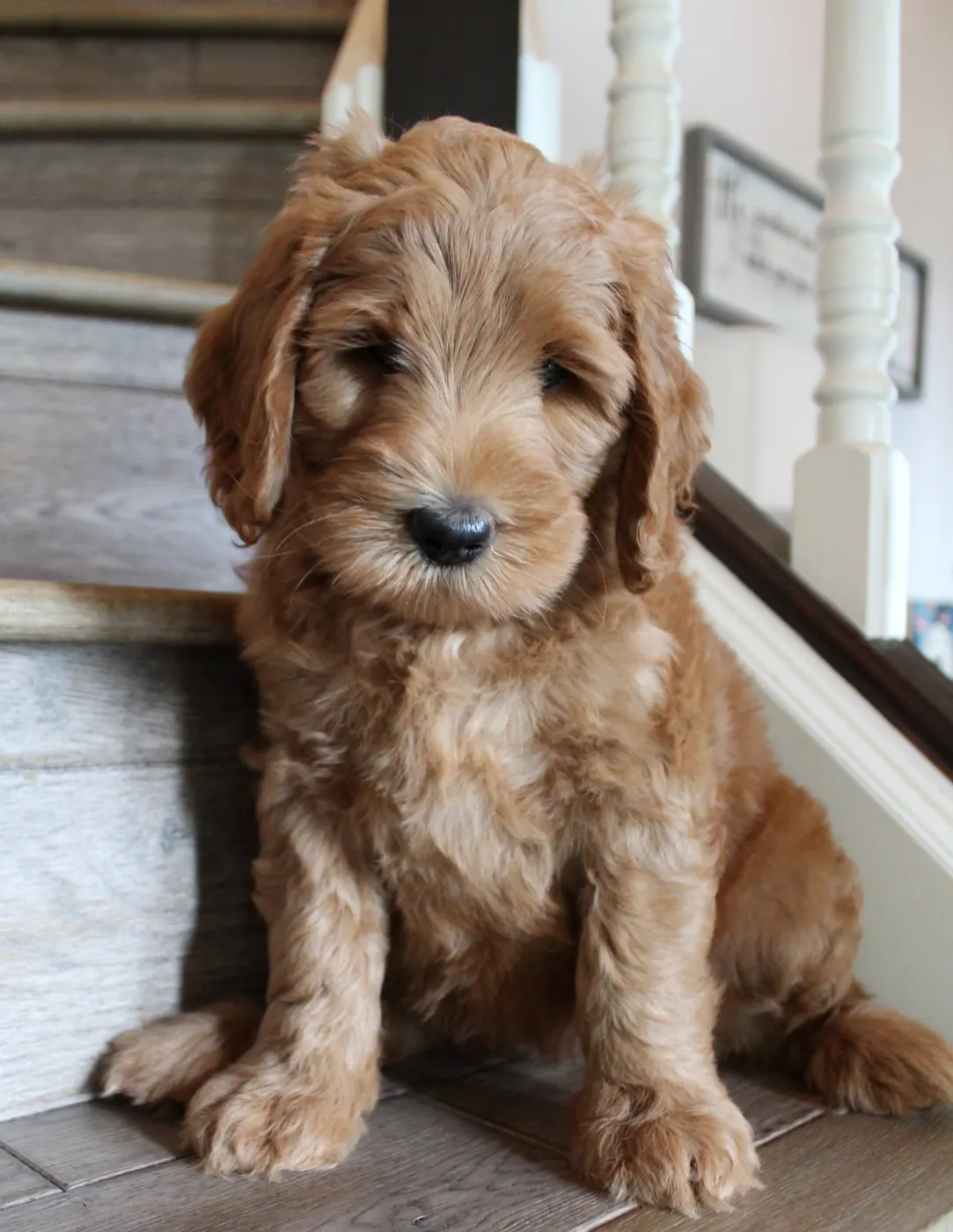 Oregon labradoodle breeders