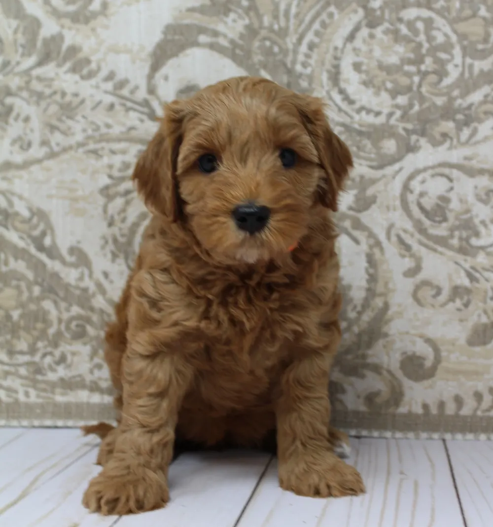 Oregon labradoodle puppies