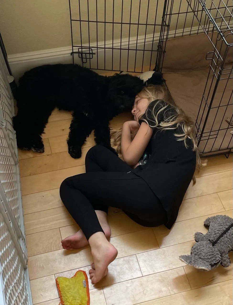 Testimonials about our labradoodle puppies
