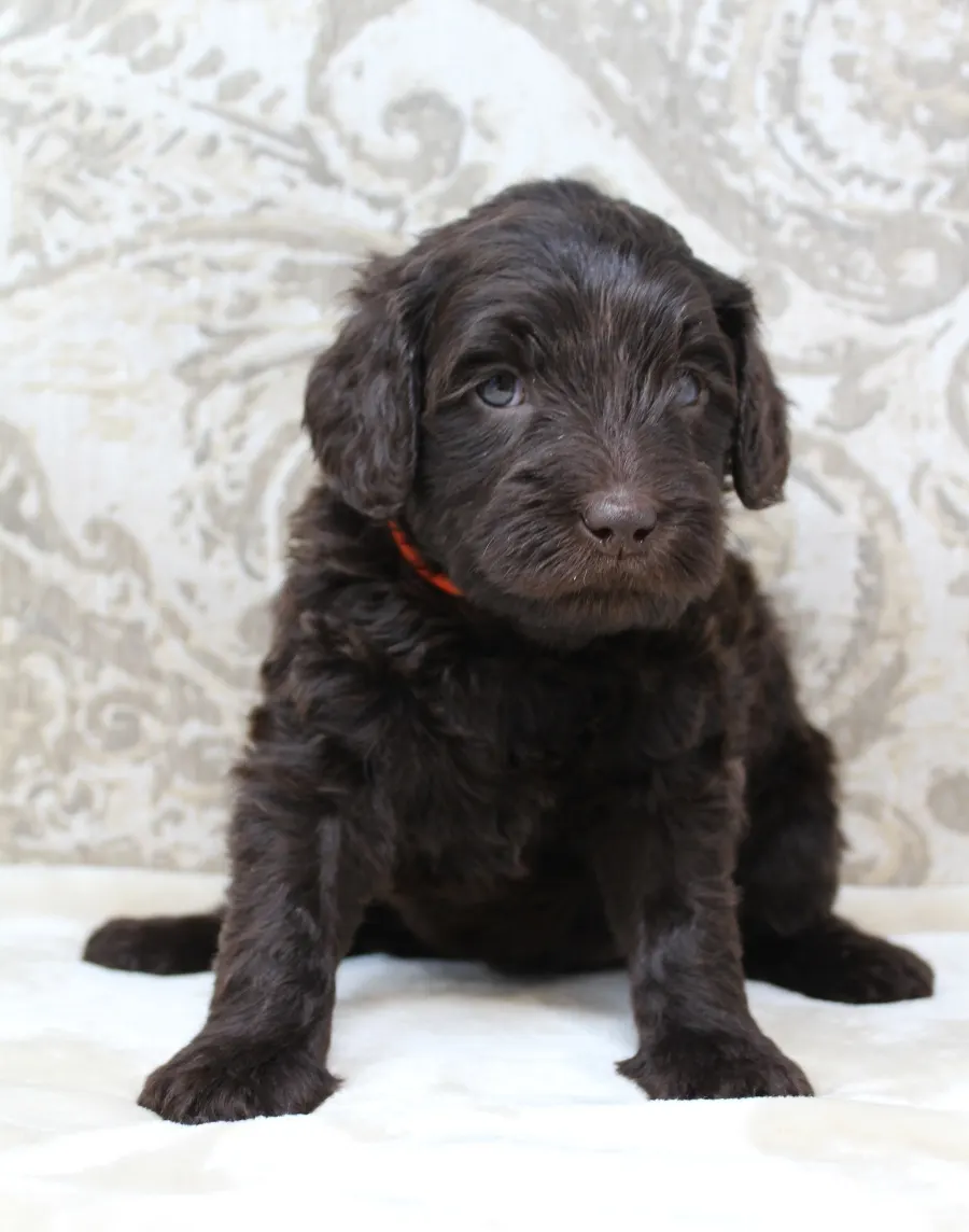 Gracie and Barkley’s litter is home