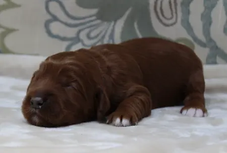 Ally and Nelson's puppies are here!