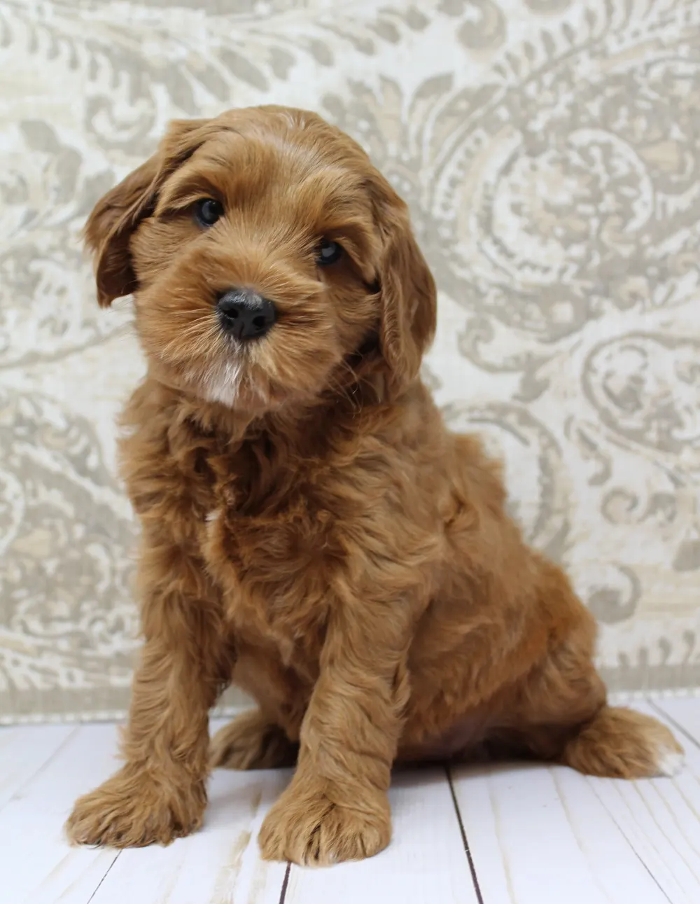 Puppy Culture puppies biosensor program