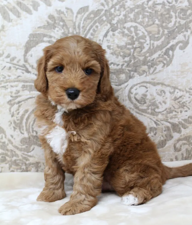 bio sensor Puppy Culture puppies Oregon Tigard Salem McMinnville