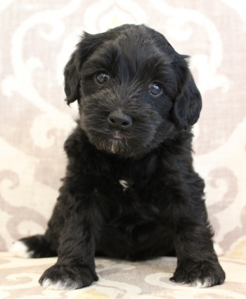 Five weeks Kristy