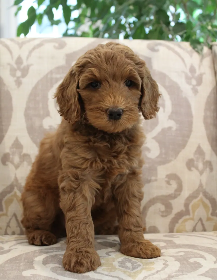 Bella and Barkley’s pups are home