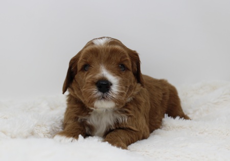 Three weeks Peep