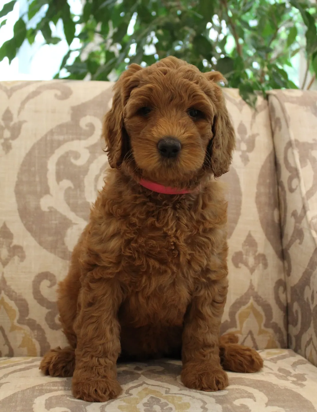 Bella and Barkley’s pups are home