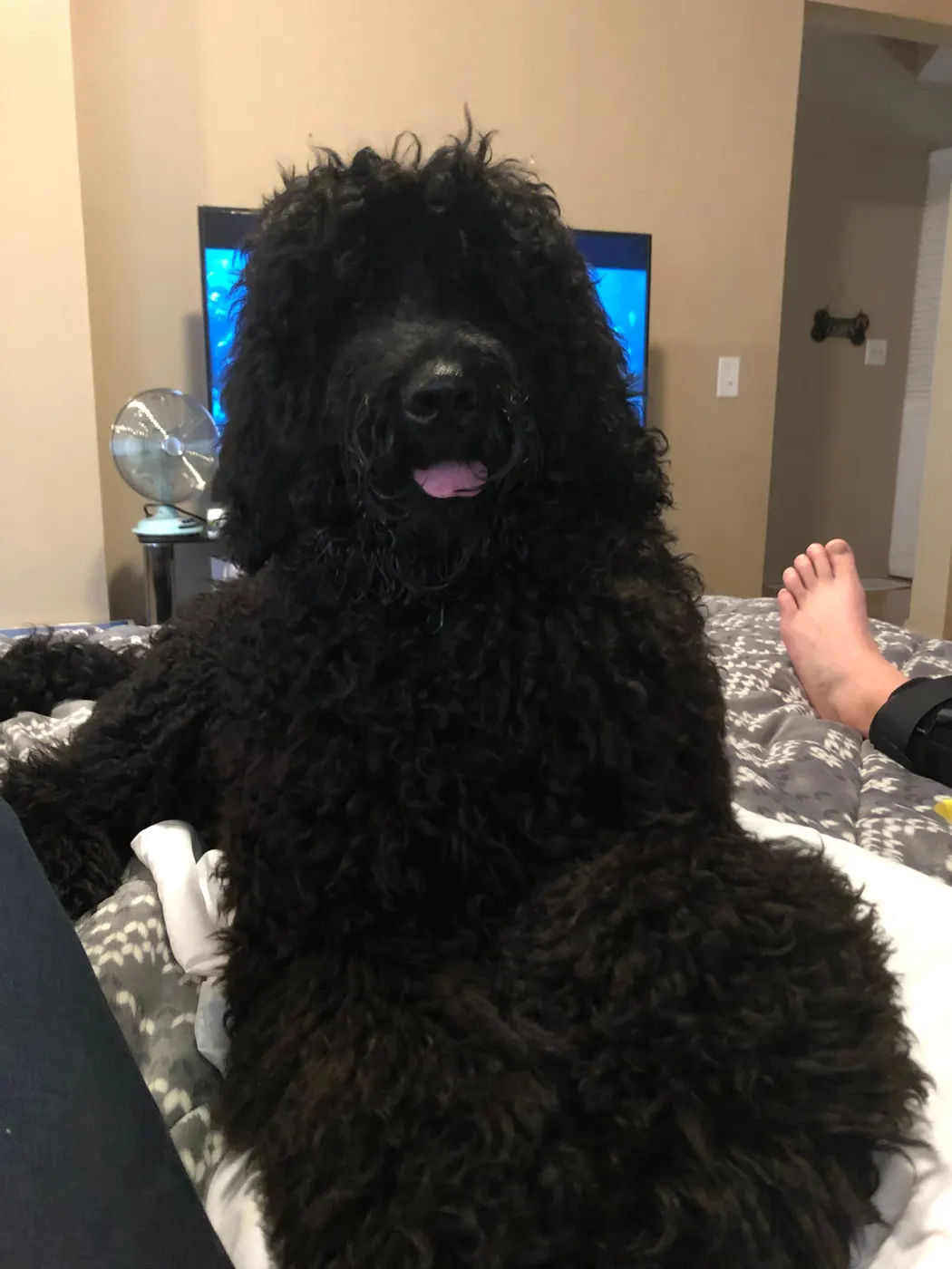 Oregon Puppy Culture labradoodles puppies