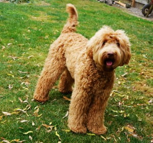 Ella standing on a leaf-strewn lawn