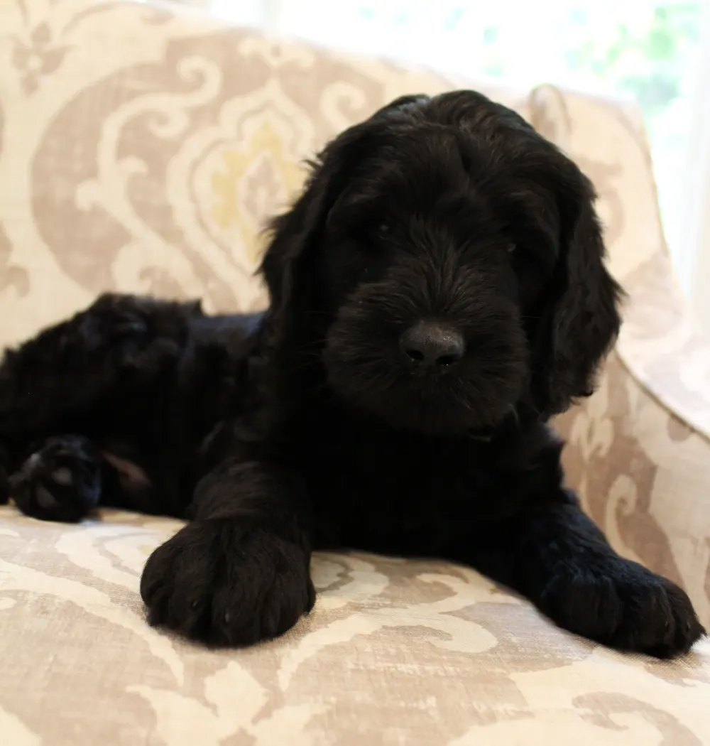 Gracie and Barkley’s litter is home