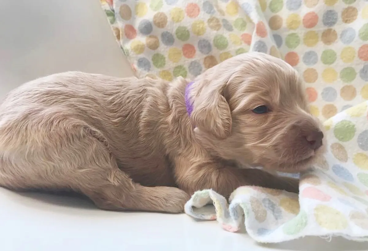 Roo and Basil’s puppies are with their forever families