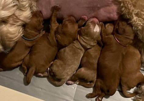 red mini labradoodle puppies available