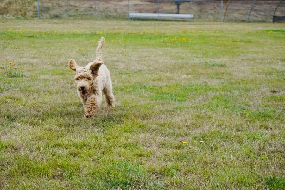 standard labradoodles puppies now Oregon Seattle Vancouver Olympia Salem Portland