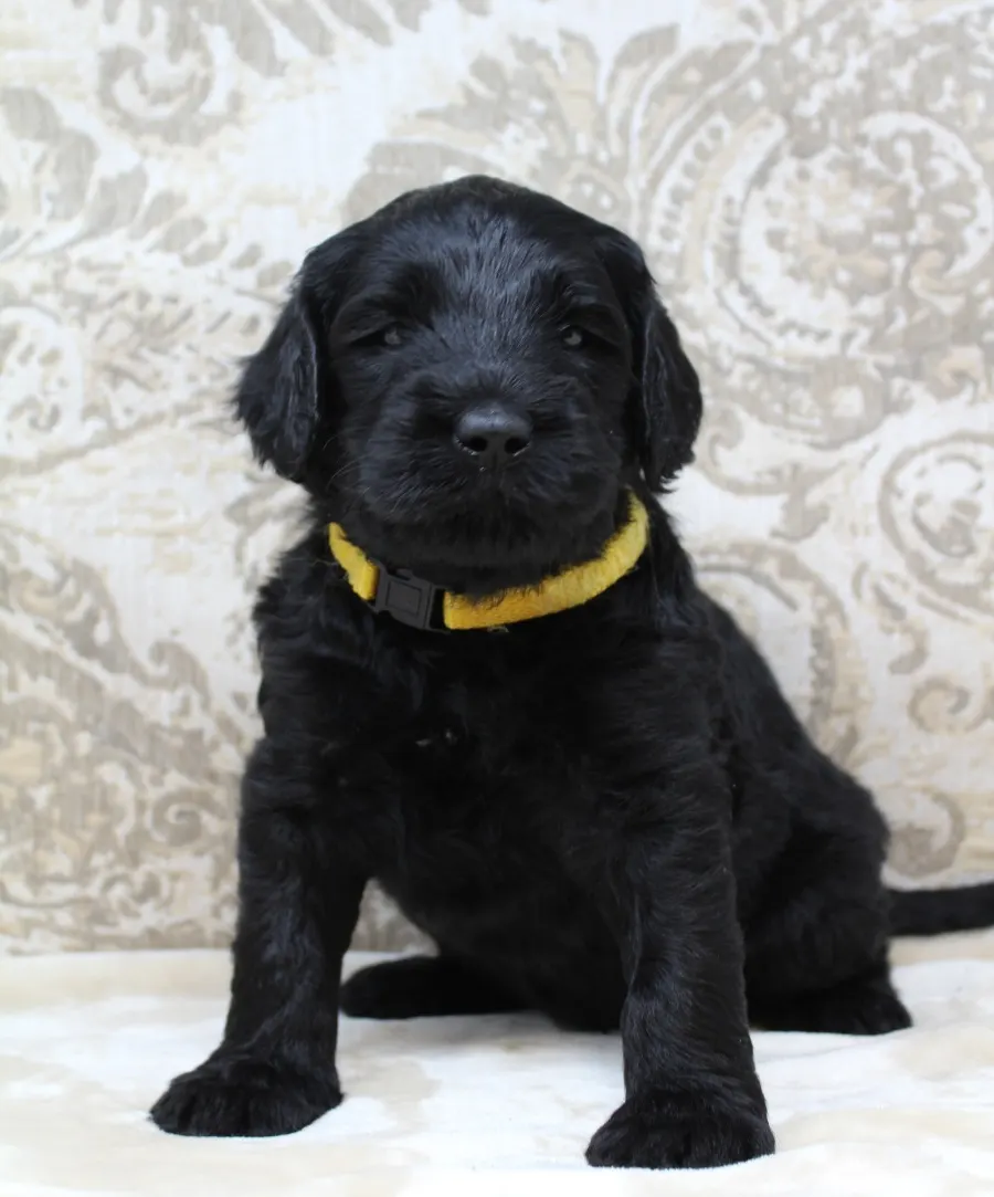 Oregon puppies available now black puppies