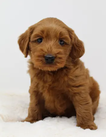 Six weeks Milo 2