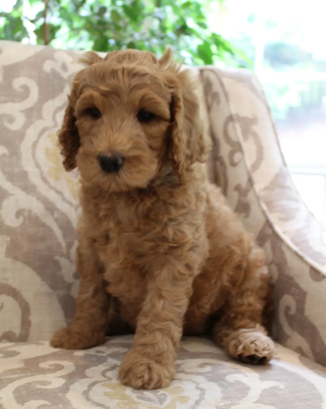 Gracie’s puppies are with their forever families