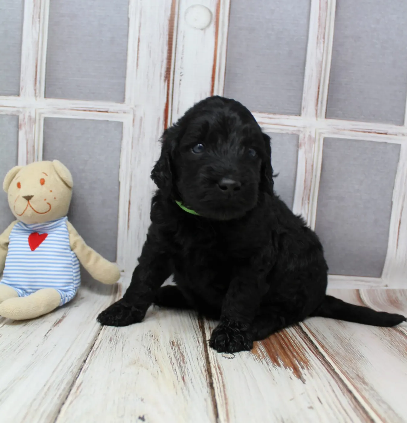 Gracie’s puppies are with their forever families