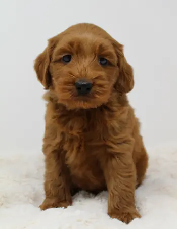 Six weeks Milo