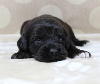 Two weeks Kelly