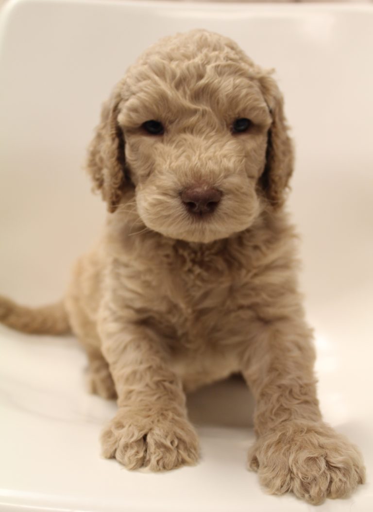 Salem Oregon labradoodle breeders Newberg