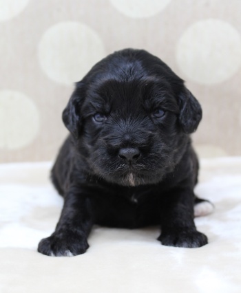 Puppy Culture labradoodle breeder mini puppies