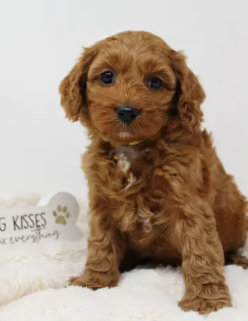Six weeks Milly 2