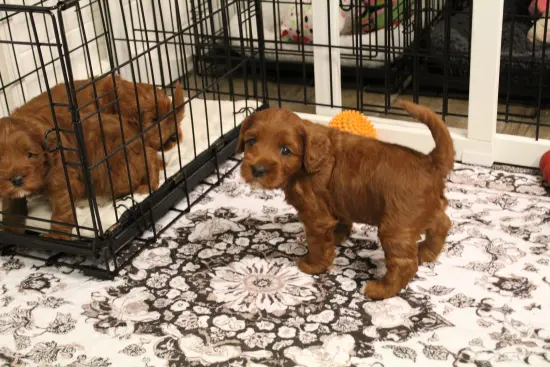 Ally and Nelson's puppies are here!