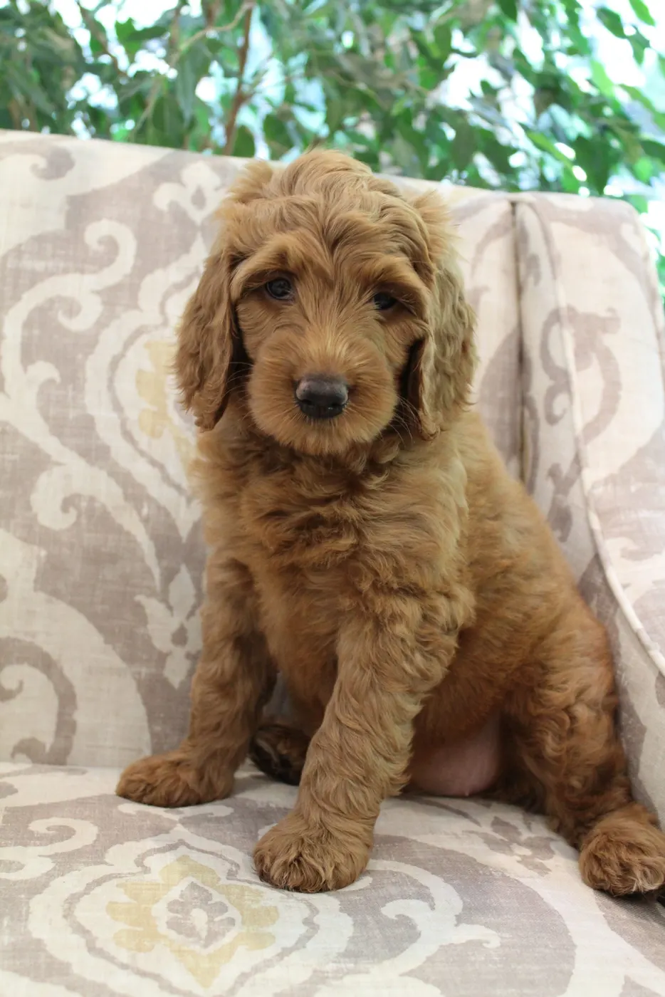 Bella and Gunner’s Bumble Bee puppies are home