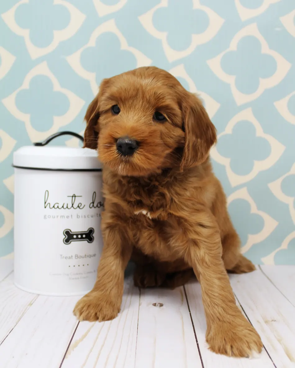 Emma and Watson’s puppies are home