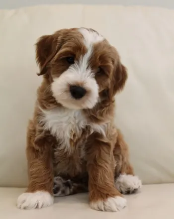Oregon therapy puppies available nonshedding