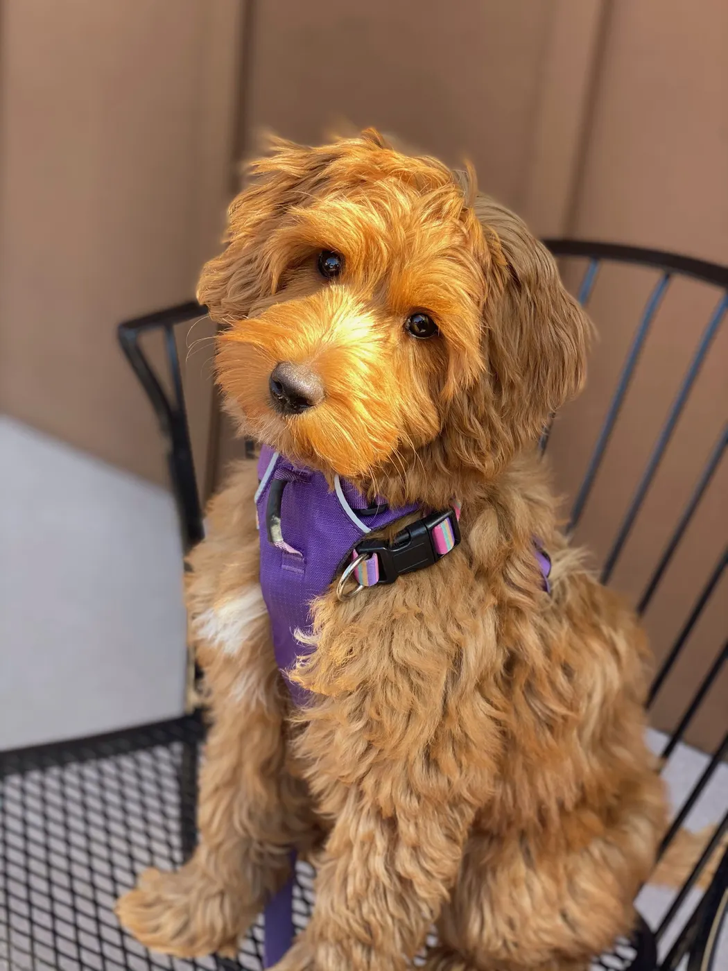 Testimonials about our labradoodle puppies