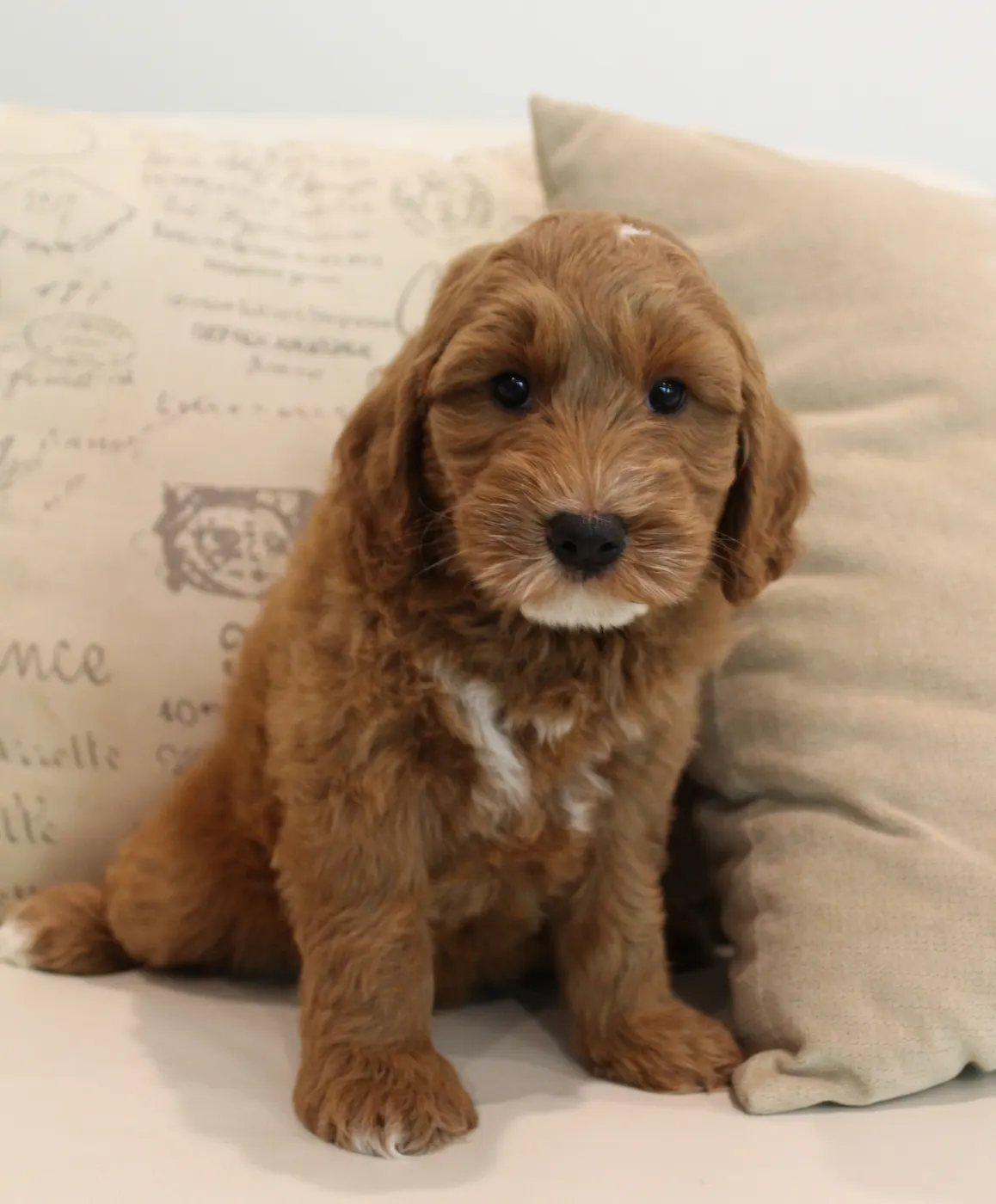 Ally and Watson’s litter is home