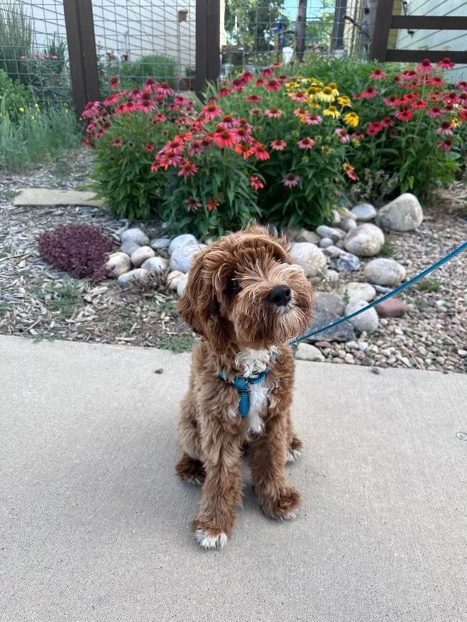Archer from Daisy's litter