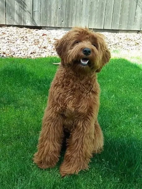 Valley Vineyard Labradoodle