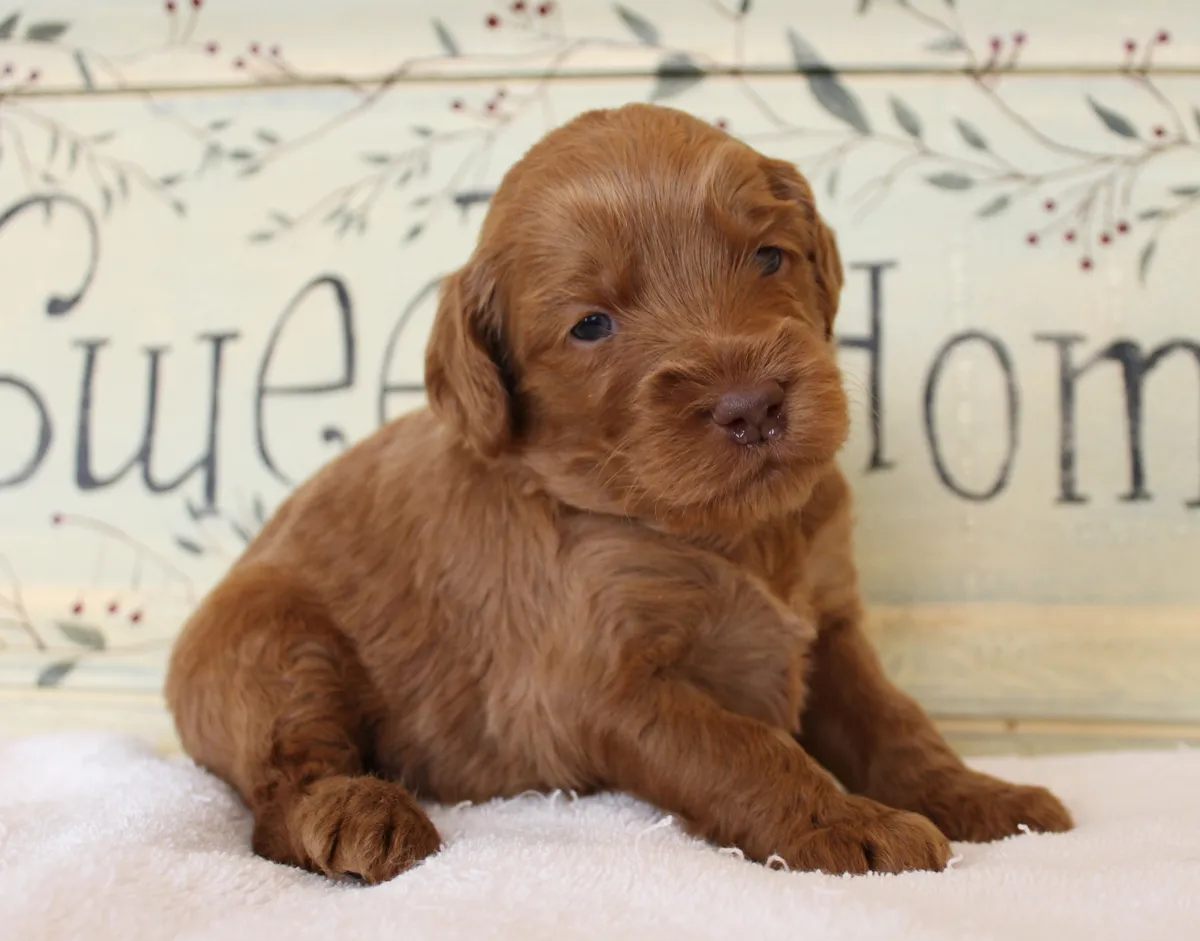 Roo and Basil’s puppies are with their forever families