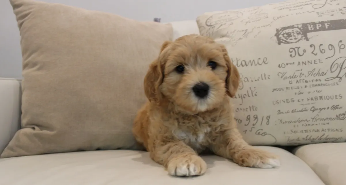 Piper and Bear’s puppies are home
