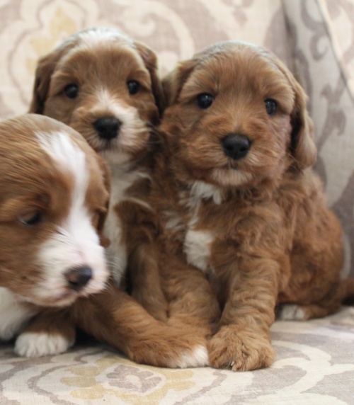 Four weeks pups