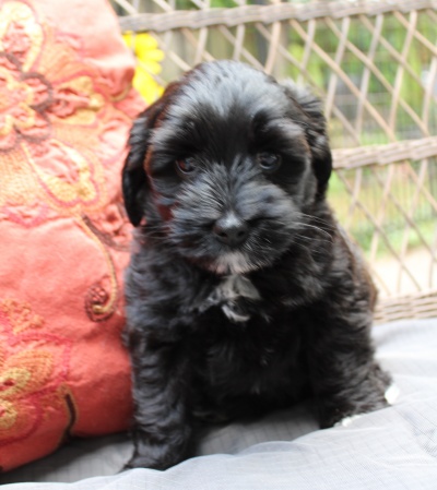 Seven weeks Karly 5